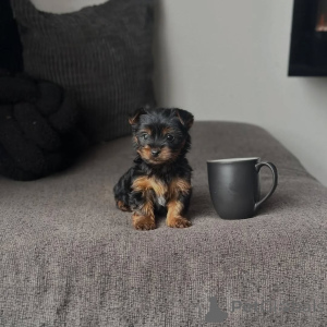 Photo №2 de l'annonce № 173726 de la vente yorkshire terrier - acheter à République Tchèque éleveur