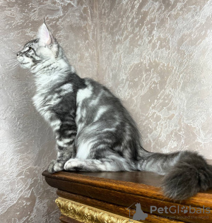 Photo №1. maine coon - à vendre en ville de Quedlinburg | 400€ | Annonce № 106944