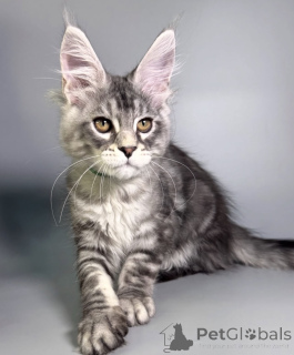 Photo №2 de l'annonce № 163663 de la vente maine coon - acheter à Allemagne éleveur