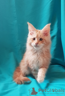 Photo №2 de l'annonce № 8545 de la vente maine coon - acheter à Ukraine de la fourrière