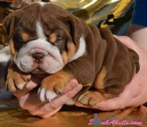 Photo №1. bulldog anglais - à vendre en ville de Bellinzona | négocié | Annonce №136066