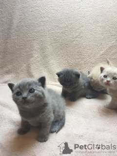 Photo №4. Je vais vendre british shorthair en ville de Bamberg. annonce privée, éleveur - prix - 350€