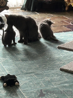 Photo №3. Santé des chatons Mainecoon garantie. Suisse