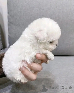 Photo №1. bichon maltais - à vendre en ville de Berlin | 650€ | Annonce №161861