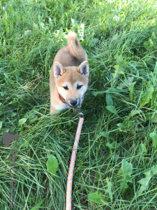 Photo №2 de l'annonce № 7862 de la vente shiba - acheter à Biélorussie annonce privée