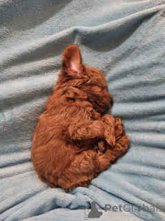 Photo №3. Cockapoo štenci - koker i pudla. Serbie