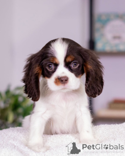 Photo №2 de l'annonce № 160716 de la vente cavalier king charles spaniel - acheter à Islande éleveur