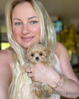 Photo №3. Poussoir caniche jouet Elite mini micro maltipoo. Biélorussie