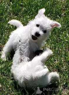 Photo №2 de l'annonce № 135894 de la vente west highland white terrier - acheter à Allemagne 