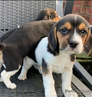 Photo №2 de l'annonce № 94422 de la vente beagle - acheter à Lituanie annonce privée