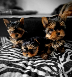 Photo №3. Beaux chiots de la miniature Yorkshire Terrier. Allemagne
