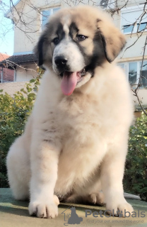 Photo №3. Chiots berger du Caucase. Serbie