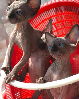 Photo №3. Les chatons sont vendus konadskogo sphinx, avec pedigree. Âge 2,5 mois. Ils sont. Fédération de Russie