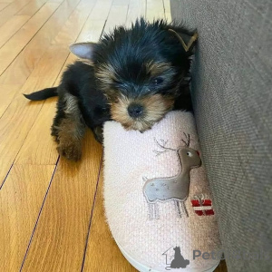 Photo №1. yorkshire terrier - à vendre en ville de Meljine | 550€ | Annonce №163331