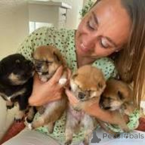 Photo №1. shiba - à vendre en ville de Paris | 700€ | Annonce №166753