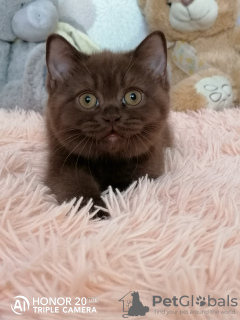 Photo №4. Je vais vendre british shorthair en ville de Lioubertsy. de la fourrière - prix - 398€