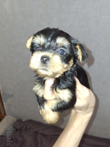 Photo №2 de l'annonce № 160686 de la vente biewer yorkshire terrier, yorkshire terrier - acheter à Lituanie annonce privée, de la fourrière, éleveur