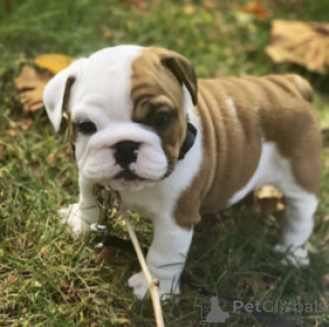 Photo №1. bulldog anglais - à vendre en ville de Anvers | 291€ | Annonce №165255