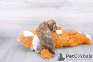 Photo №1. teckel - à vendre en ville de Virginia Beach | 531€ | Annonce №132225