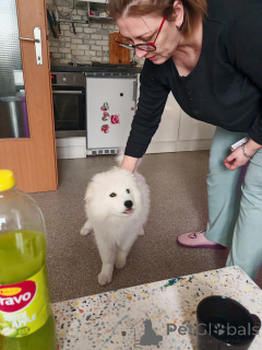 Photo №2 de l'annonce № 135235 de la vente samoyède - acheter à L'Autriche annonce privée