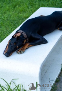 Photo №3. chiot dobermann. Georgia