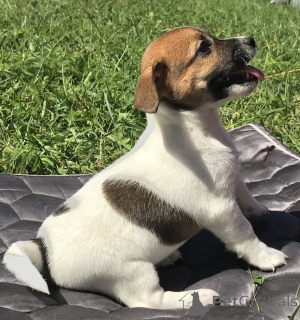 Photo №2 de l'annonce № 175643 de la vente jack russell terrier - acheter à Biélorussie 