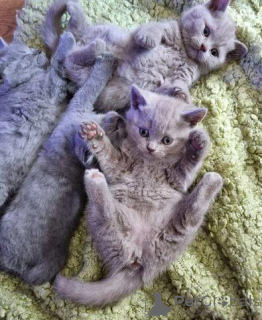 Photo №2 de l'annonce № 172362 de la vente british shorthair - acheter à Belgique annonce privée