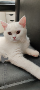 Photo №1. british shorthair - à vendre en ville de Portland | 962€ | Annonce № 24037