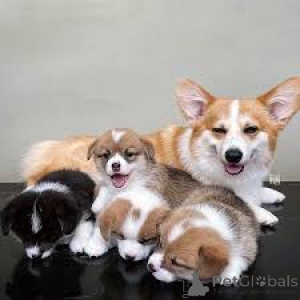 Photo №3. Chiots pembroke gallois corgi. La Grande-Bretagne
