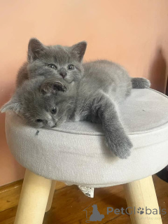 Photo №1. chartreux - à vendre en ville de Aacheur | négocié | Annonce № 158803