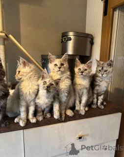 Photo №1. maine coon - à vendre en ville de Bellingham | négocié | Annonce № 158079