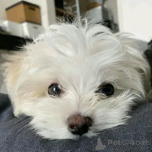 Photo №4. Je vais vendre bichon maltais en ville de Lippstadt. annonce privée - prix - négocié