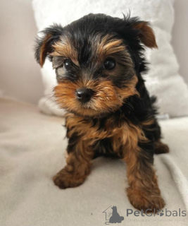 Photo №3. (Yorkshire). Chiots. Allemagne