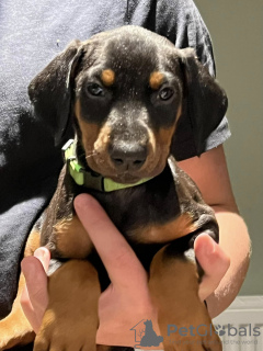 Photo №2 de l'annonce № 131711 de la vente dobermann - acheter à Danemark annonce privée