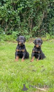 Photo №4. Je vais vendre dobermann en ville de Los Angeles. annonce privée, éleveur - prix - 850€