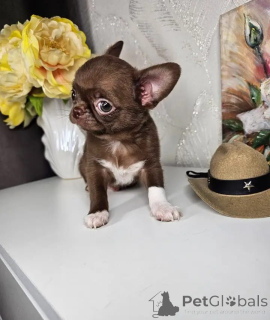 Photo №1. chihuahua - à vendre en ville de Bologne | négocié | Annonce №167389