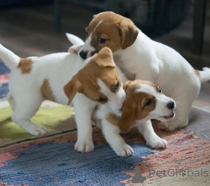 Photo №1. jack russell terrier - à vendre en ville de Biefeld | 500€ | Annonce №149692