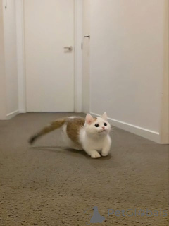 Photo №4. Je vais vendre munchkin en ville de Charleroi. éleveur - prix - 589€