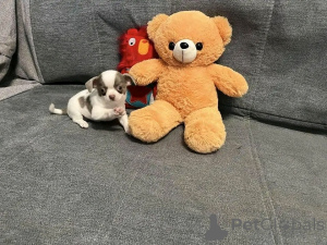 Photo №4. Je vais vendre chihuahua en ville de Berlin. éleveur - prix - 300€