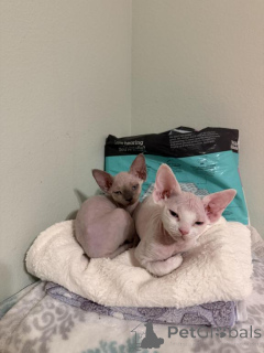 Photo №1. devon rex - à vendre en ville de Brutal | 350€ | Annonce № 178575