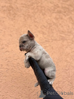 Photo №4. Je vais vendre bouledogue en ville de Kragujevac.  - prix - négocié