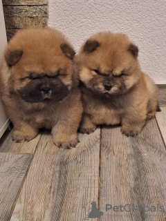 Photo №2 de l'annonce № 126732 de la vente chow-chow - acheter à Serbie 