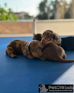 Photo №3. Puppy de teckel vacciné à vendre! Êtes-vous prêt à ajouter un compagnon adorable. Italie