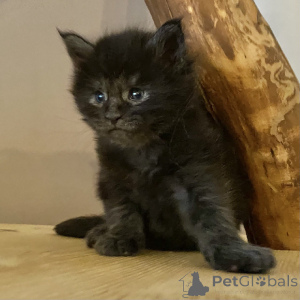 Photo №2 de l'annonce № 164835 de la vente maine coon - acheter à La finlande annonce privée, éleveur