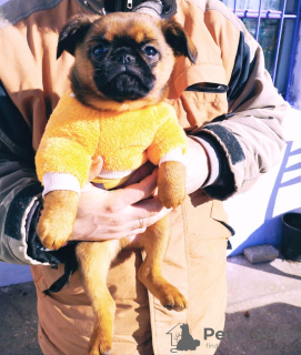 Photo №3. Le chiot du Braban Griffon est un Petit Brabançon. Espagne