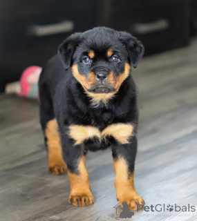 Photo №1. rottweiler - à vendre en ville de Varsovie | négocié | Annonce №178633