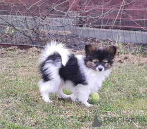 Photos supplémentaires: Chiots Papillon du chenil !