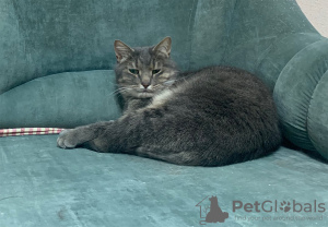 Photos supplémentaires: Adorable chat Vasily en cadeau