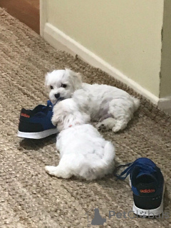 Photo №1. bichon maltais - à vendre en ville de Heidelberg | 400€ | Annonce №149055