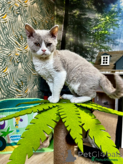 Photo №4. Je vais vendre selkirk rex à poil ras en ville de Feldkirch. éleveur - prix - 240€